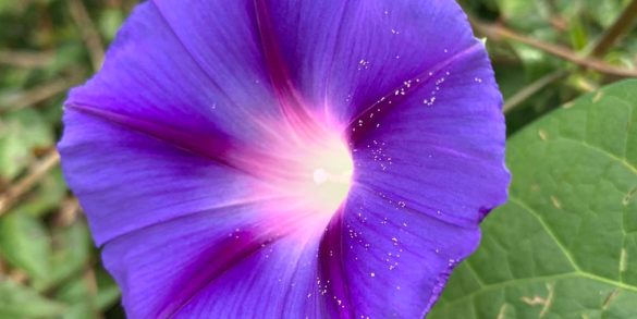 morning glory flower